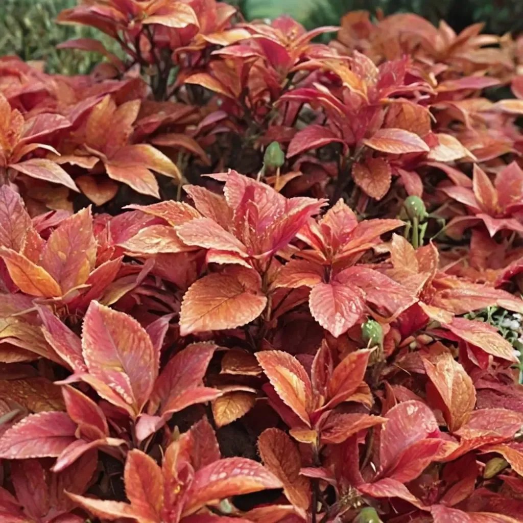 Plectranthus scutellarioides 'Wizard Sunset'