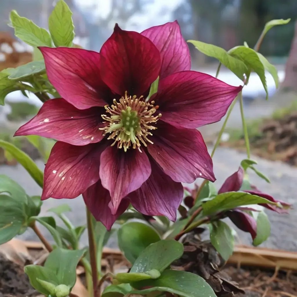 Helleborus x hybrida 'Winter Delights Red'