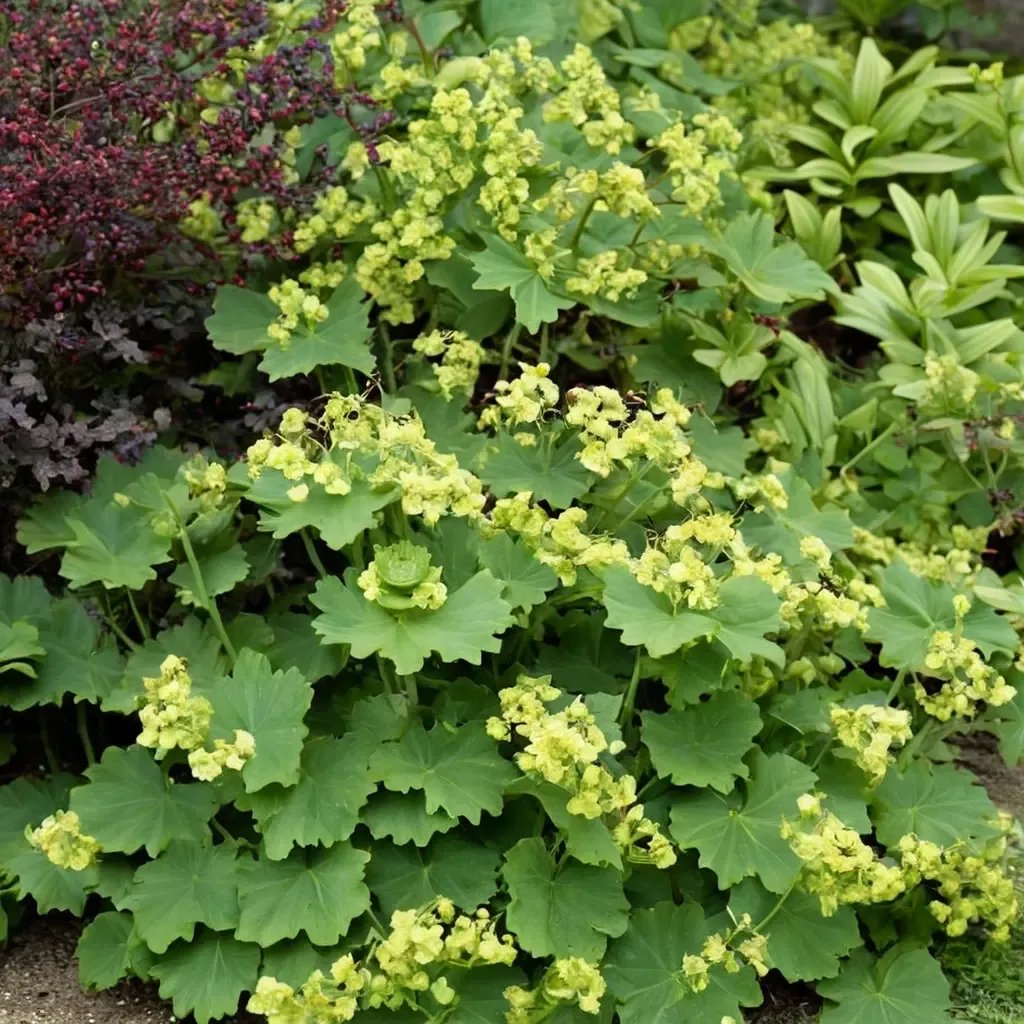 Alchemilla mollis 'Thriller'