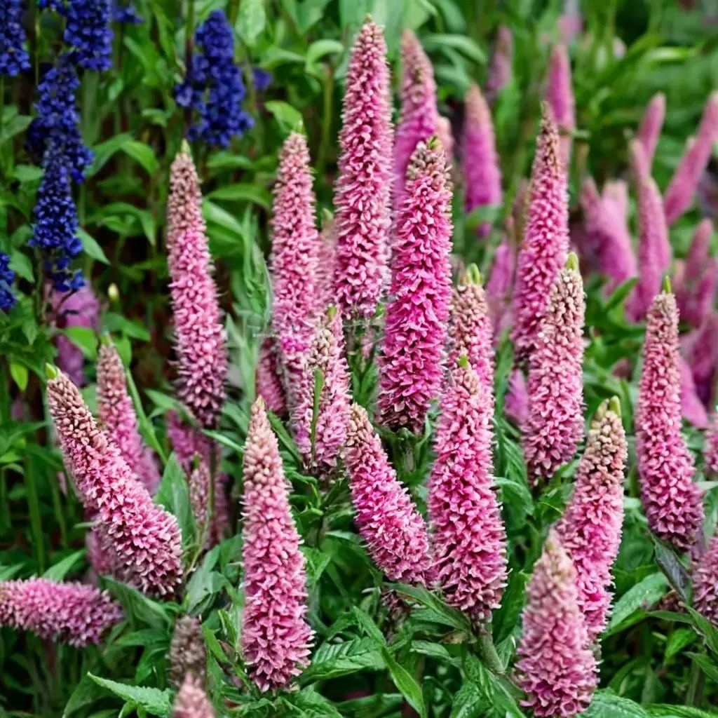 Veronica gentianoides 'First Kiss'