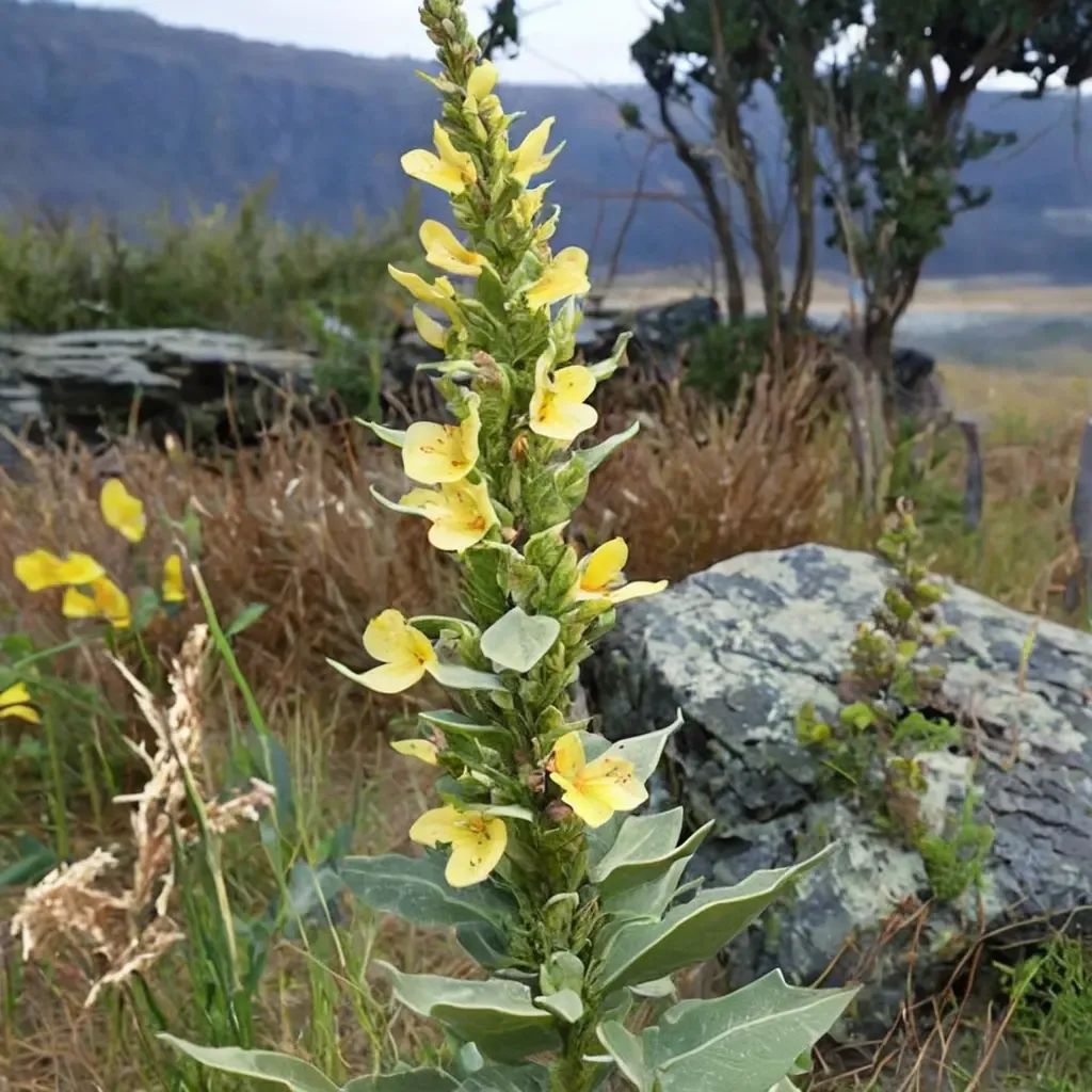 Verbascum thapsus