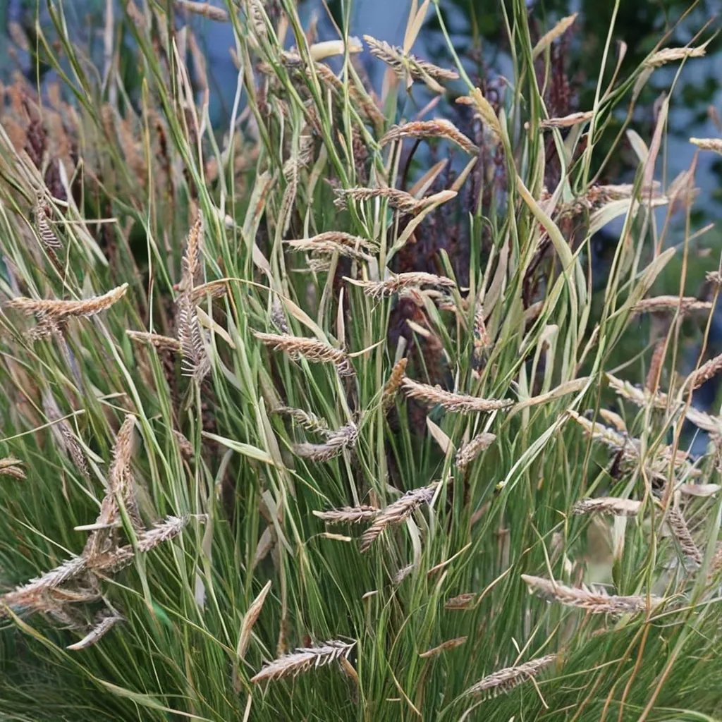 Bouteloua gracilis 'Honeycomb'