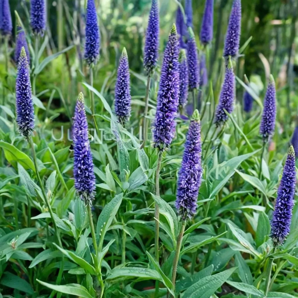 Veronica longifolia 'Blue Giant'