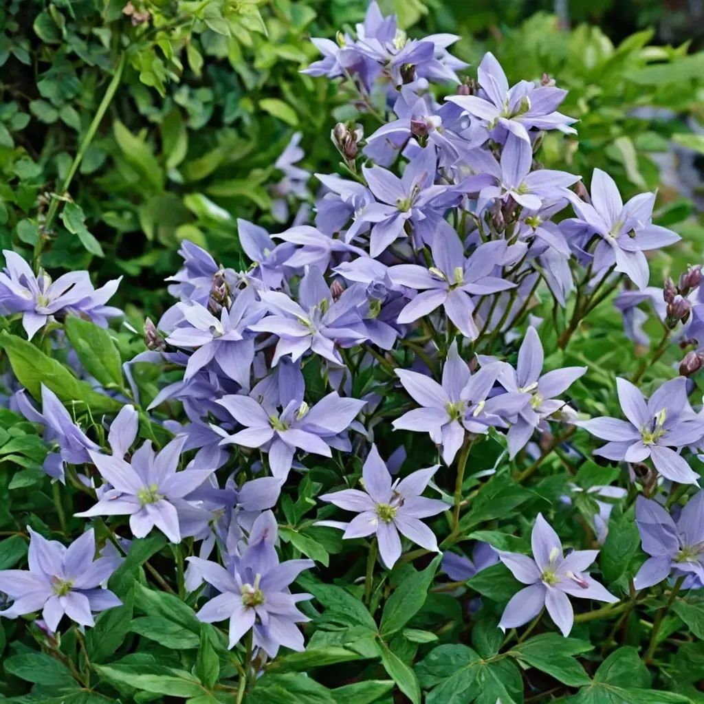 Campanula lactiflora
