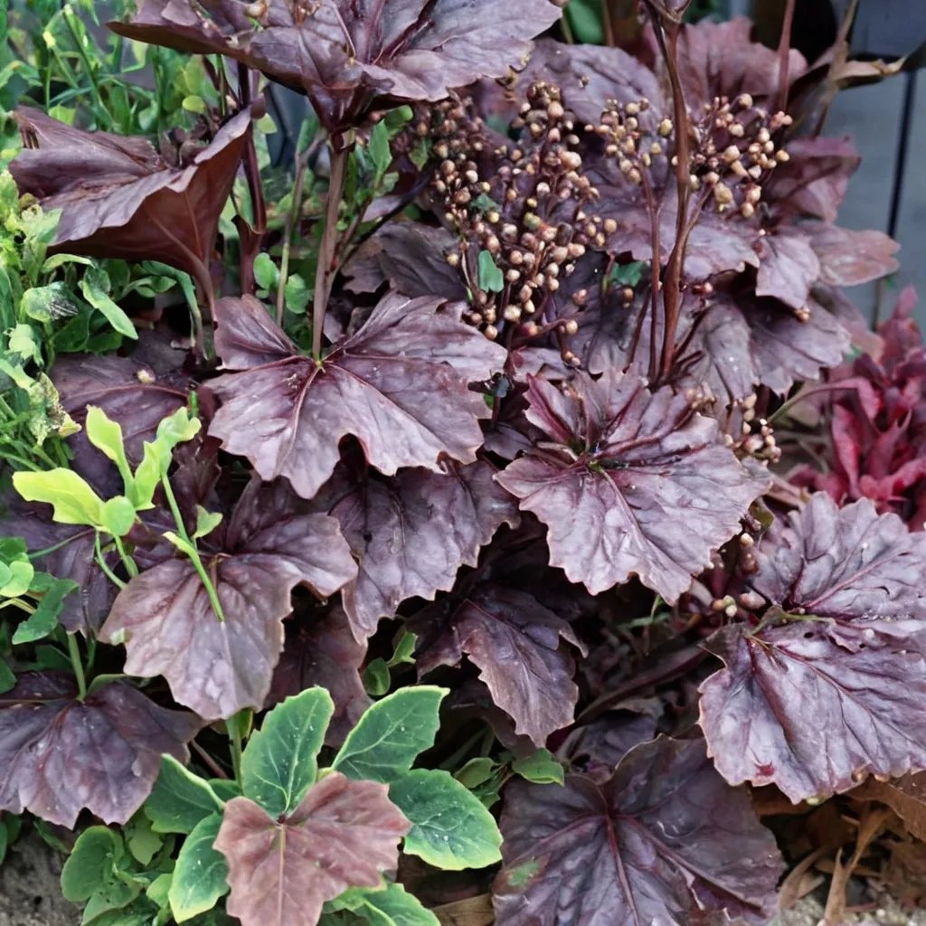 Heuchera x hybrida 'Chocolate Veil'