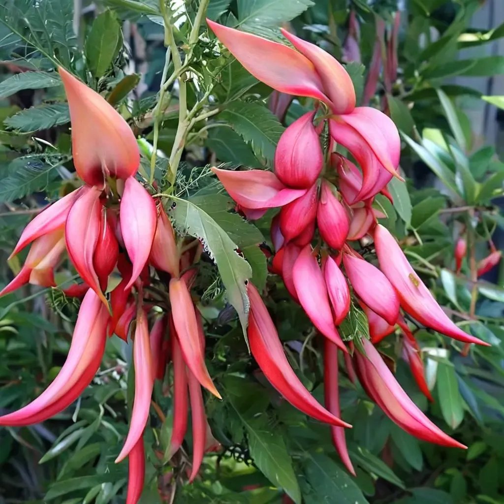 Clianthus puniceus 'Pink Flamingo'
