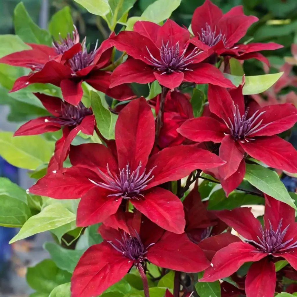 Clematis nubia