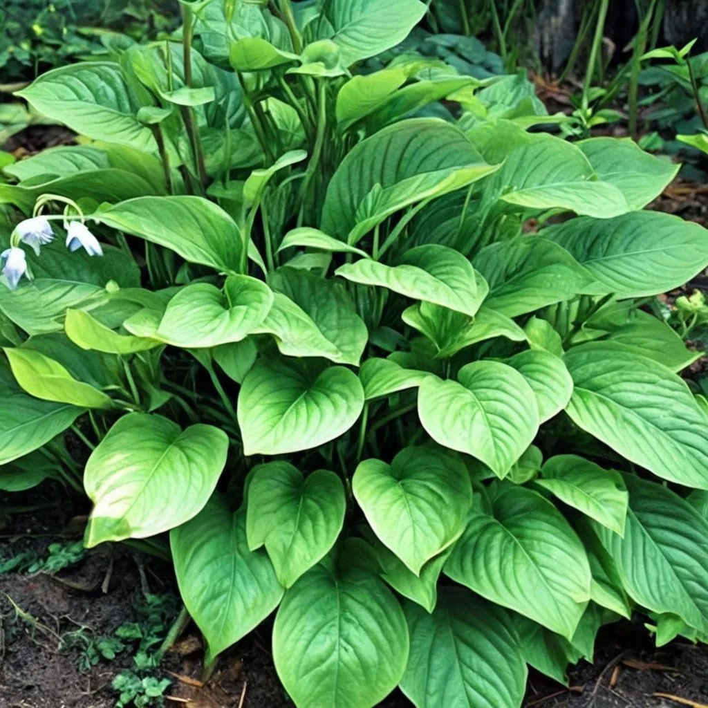 Hosta x hybrida 'Old Faithful'