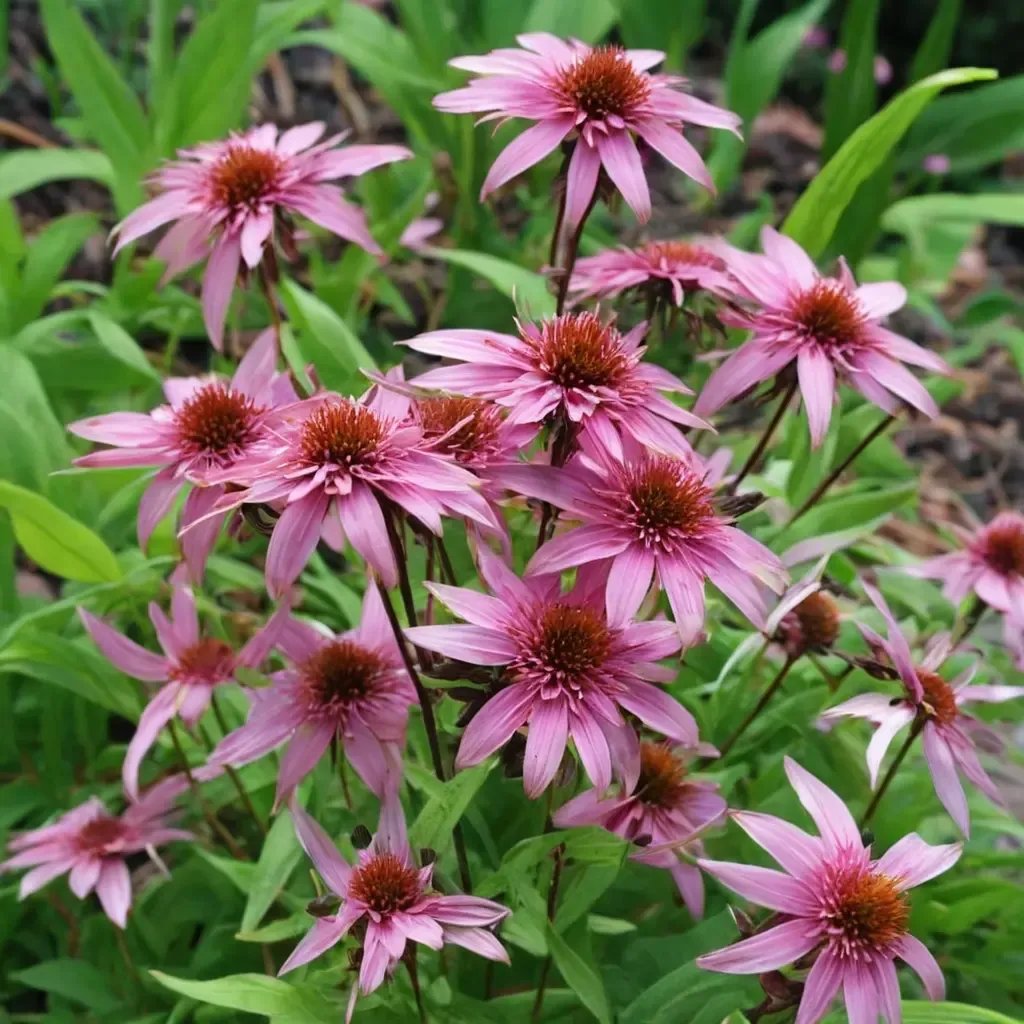 Echinacea purpurea 'Pink Frosting'