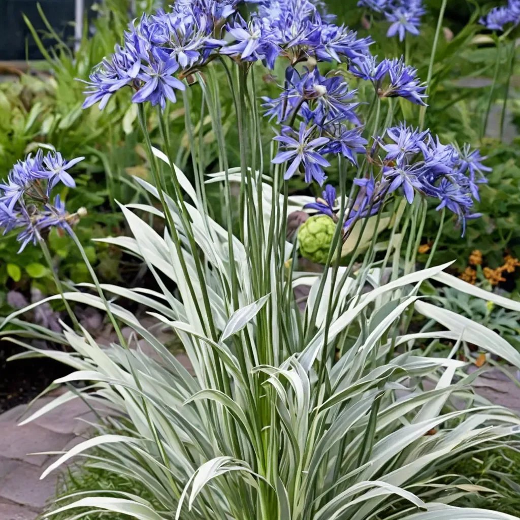 Agapanthus praecox 'Silver Moon'