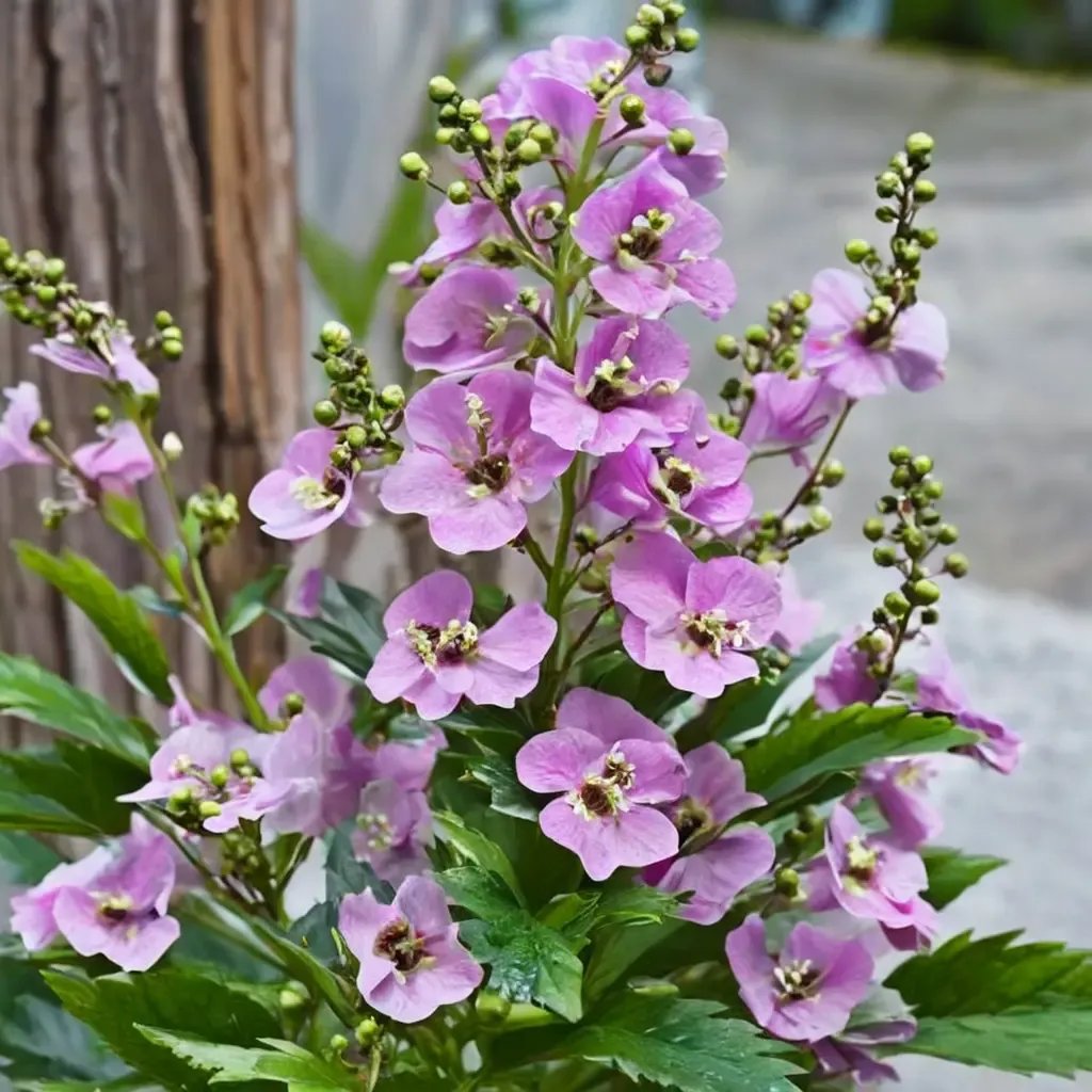 Angelonia angustifolia 'Archangel Pink'