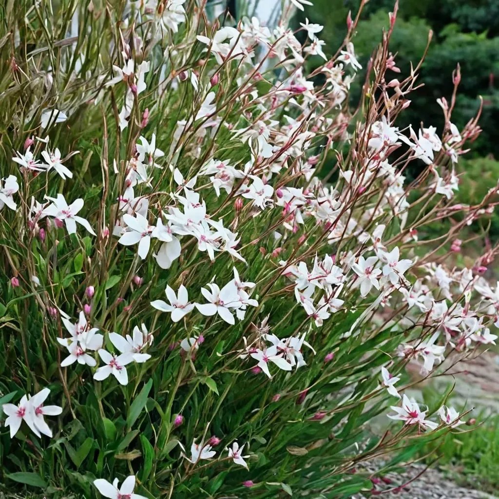 Gaura lindheimeri 'Whirling Butterflies'