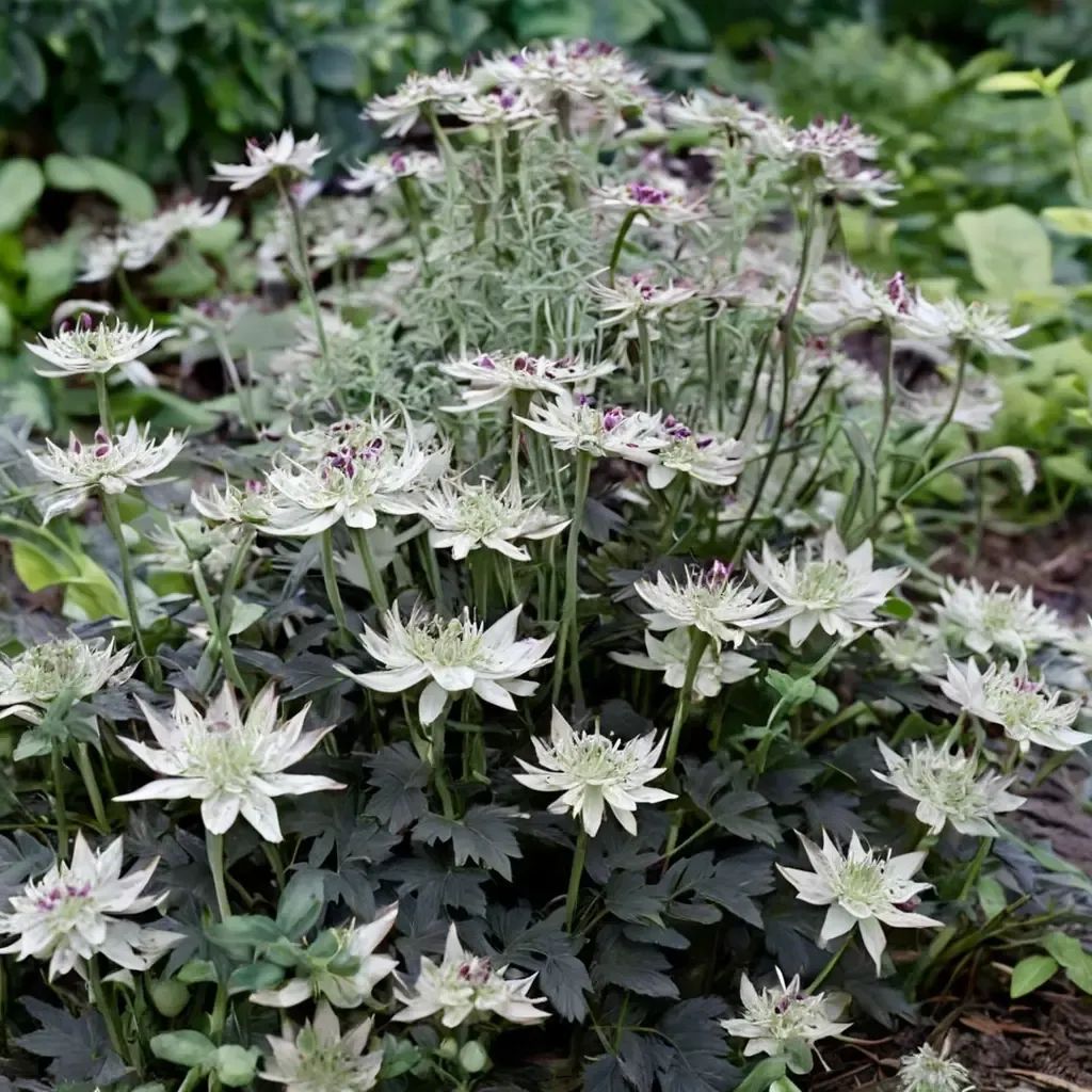 Astrantia major 'Alba'