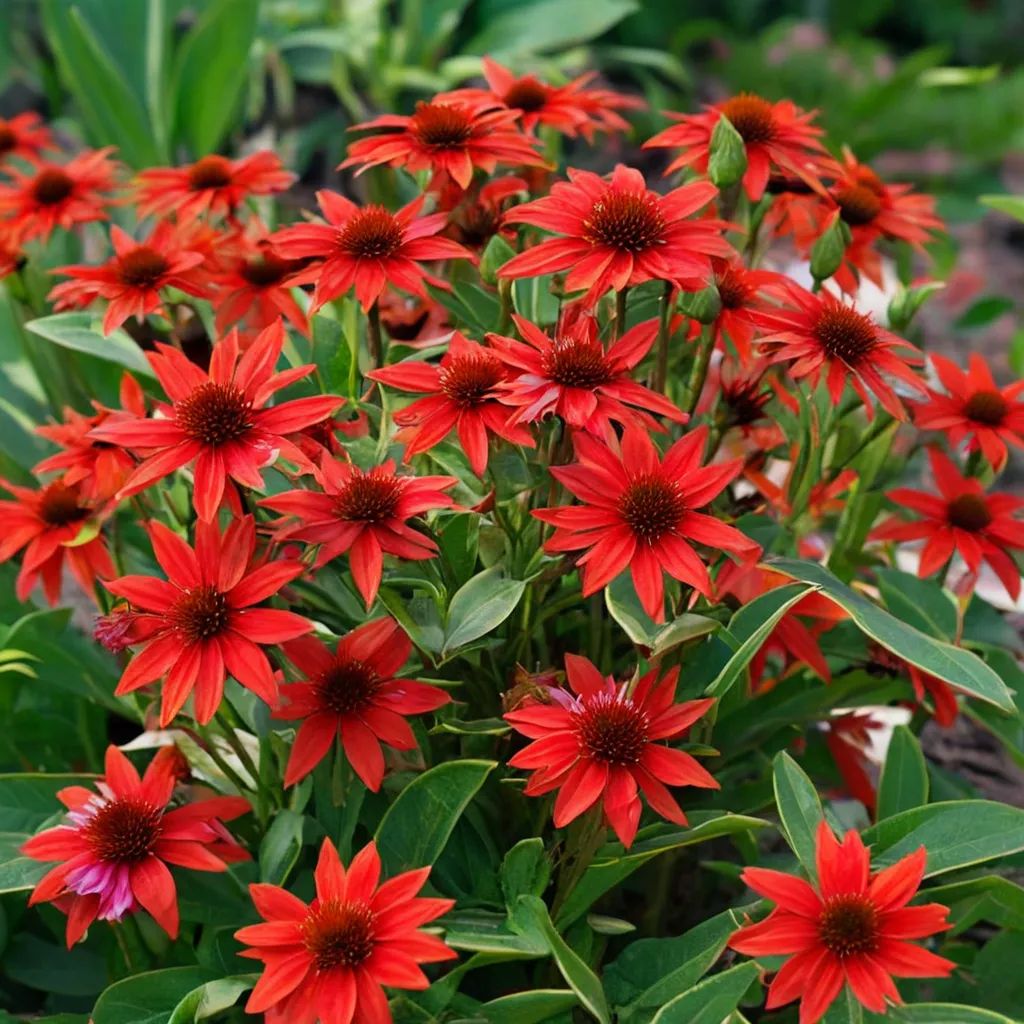 Echinacea purpurea 'Salsa Red'
