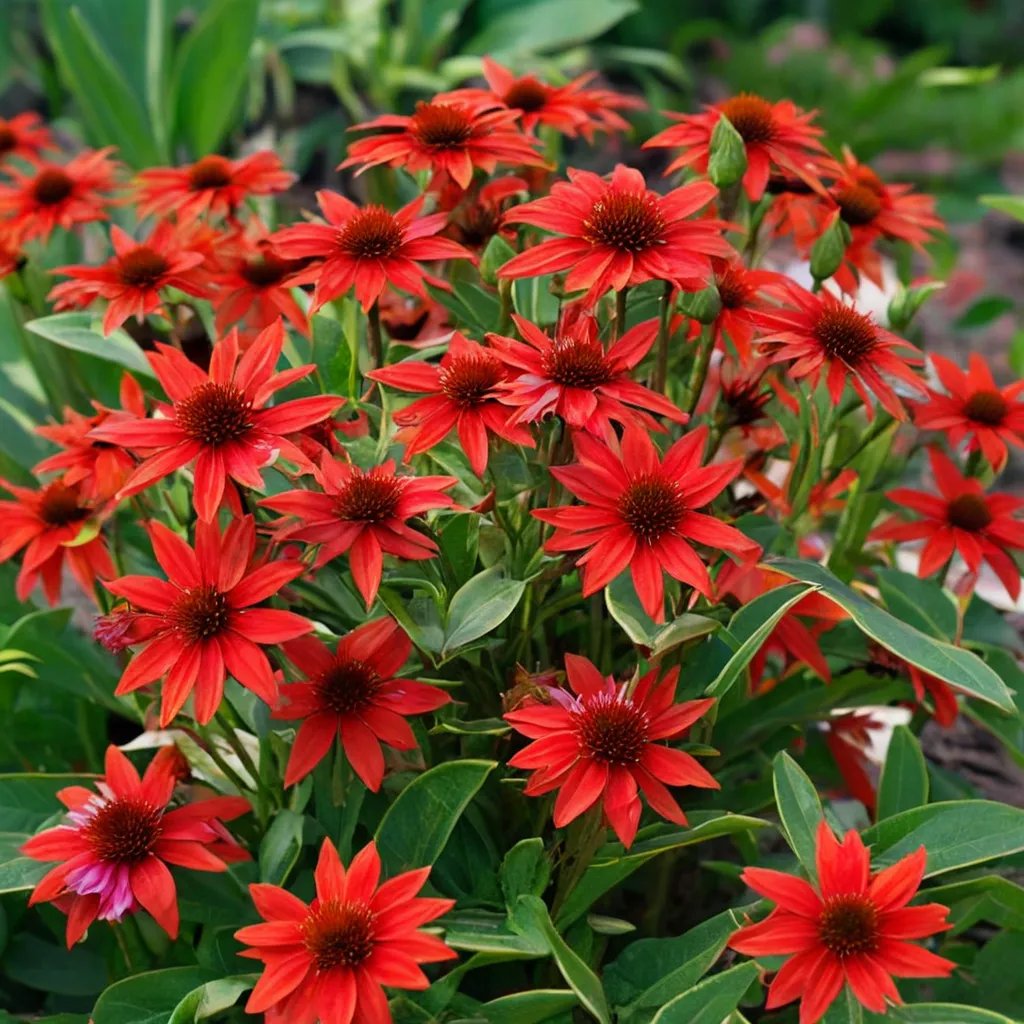 Echinacea purpurea 'Salsa Red'