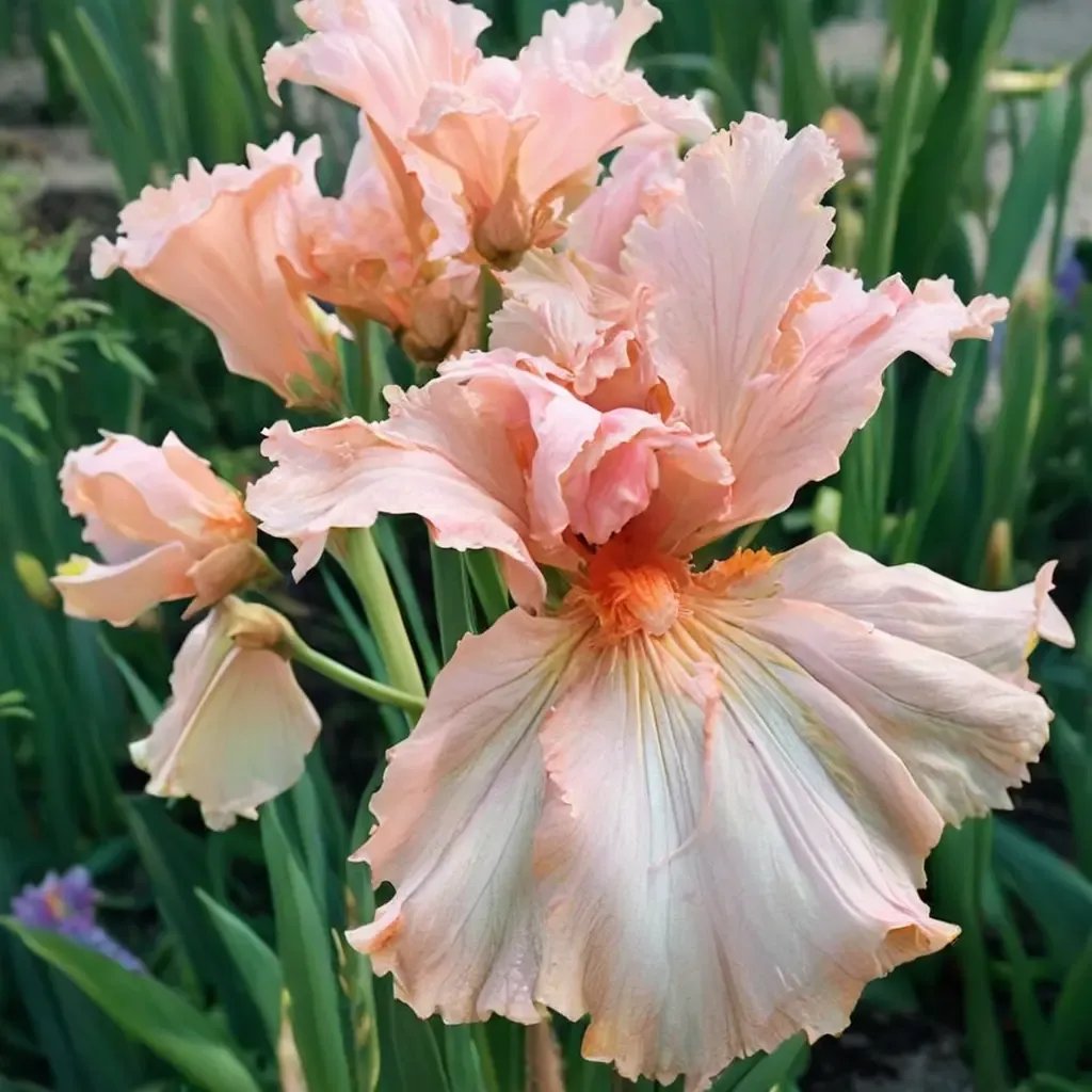 Iris x germanica 'Beverly Sills'