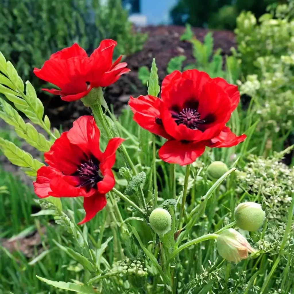 Papaver orientale 'Beauty of Livermere'