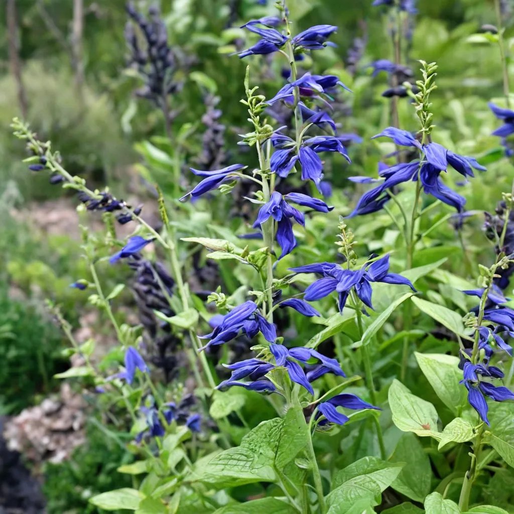 Salvia guaranitica 'Brazil'