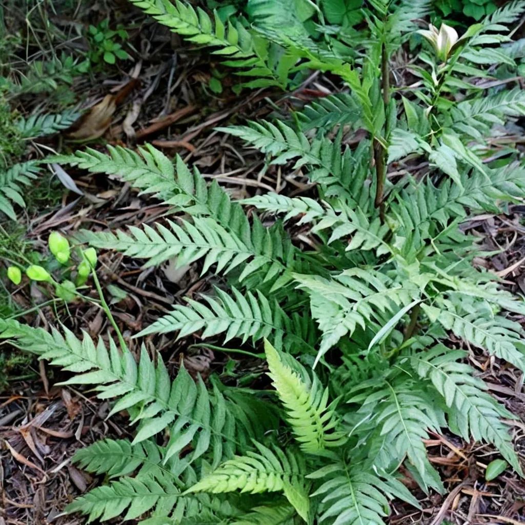 Dryopteris x clintoniana