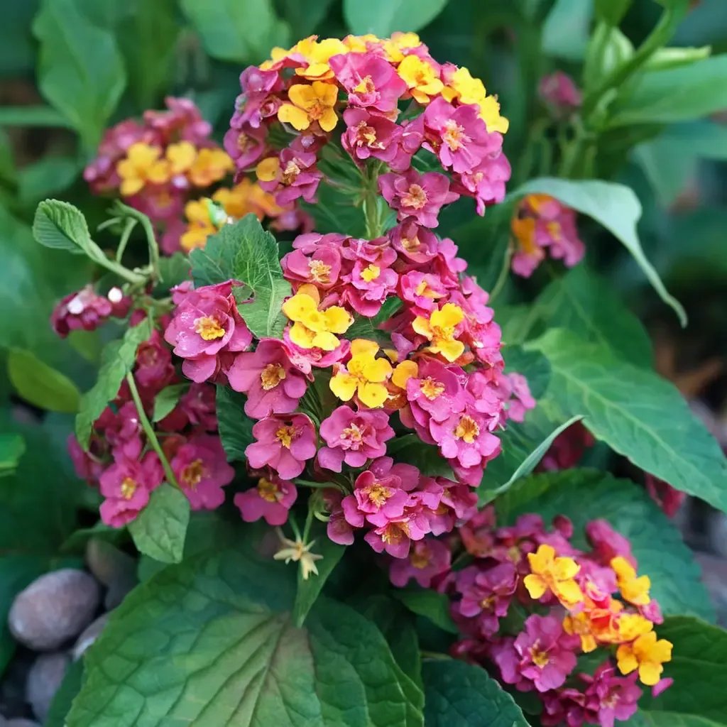 Lantana camara 'Irene'