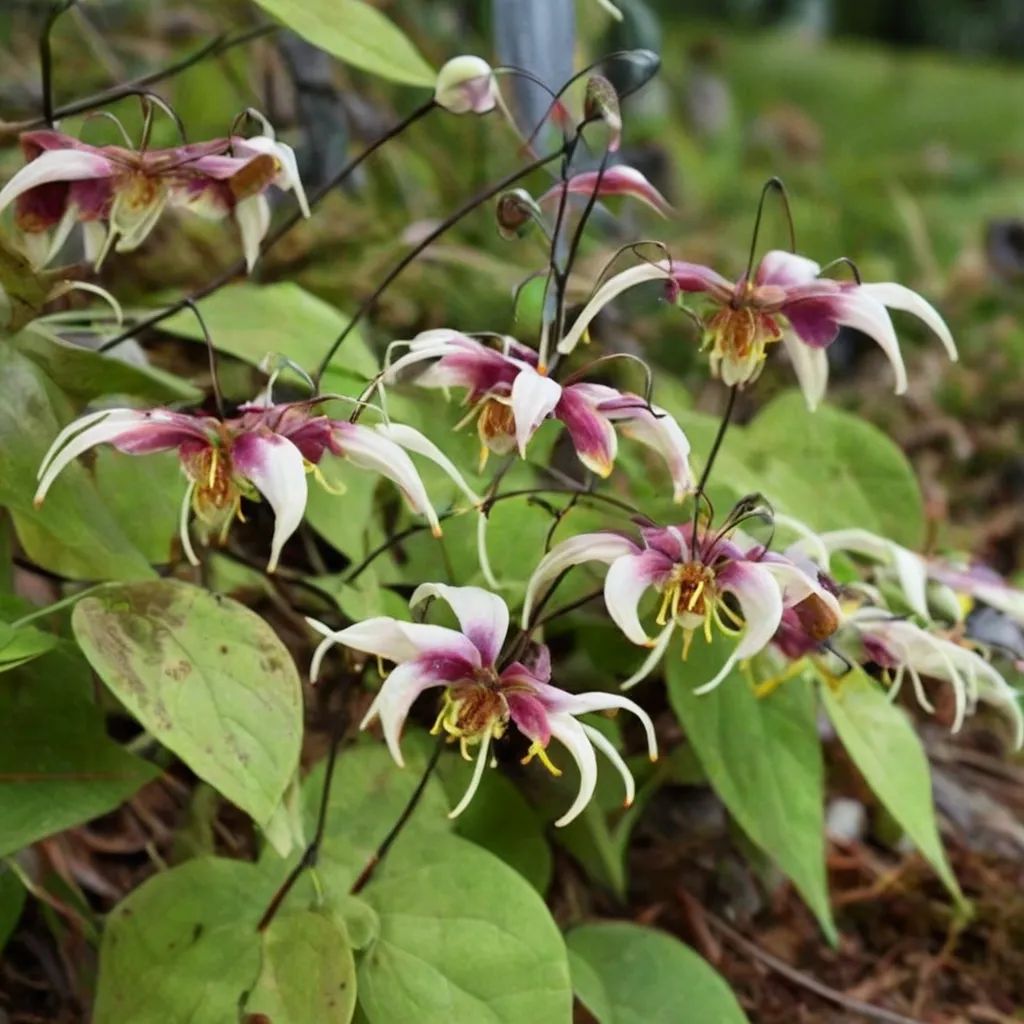 Epimedium x omeiense