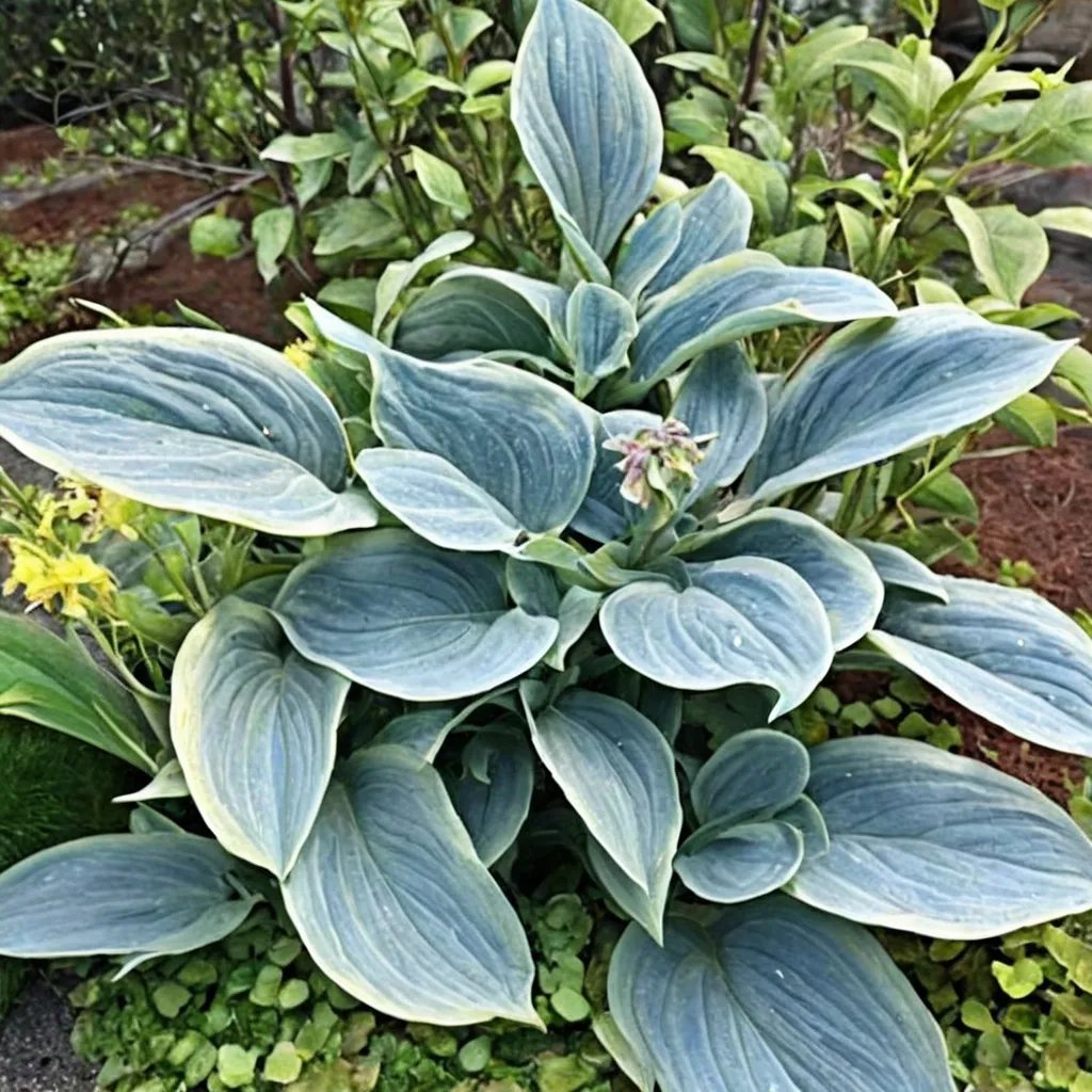 Hosta x hybrida 'Shadow Seeker'