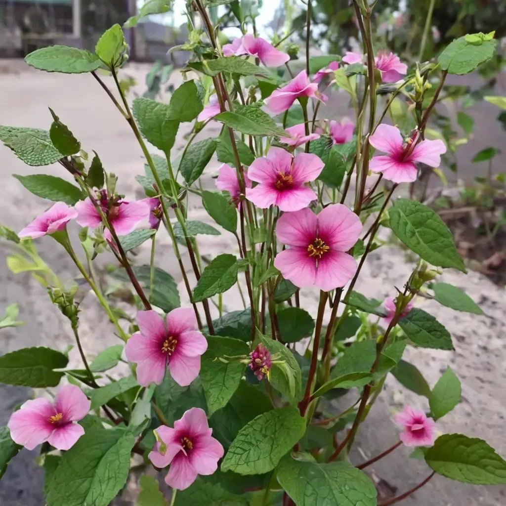 Anisodontea capensis 'Strybing Beauty'