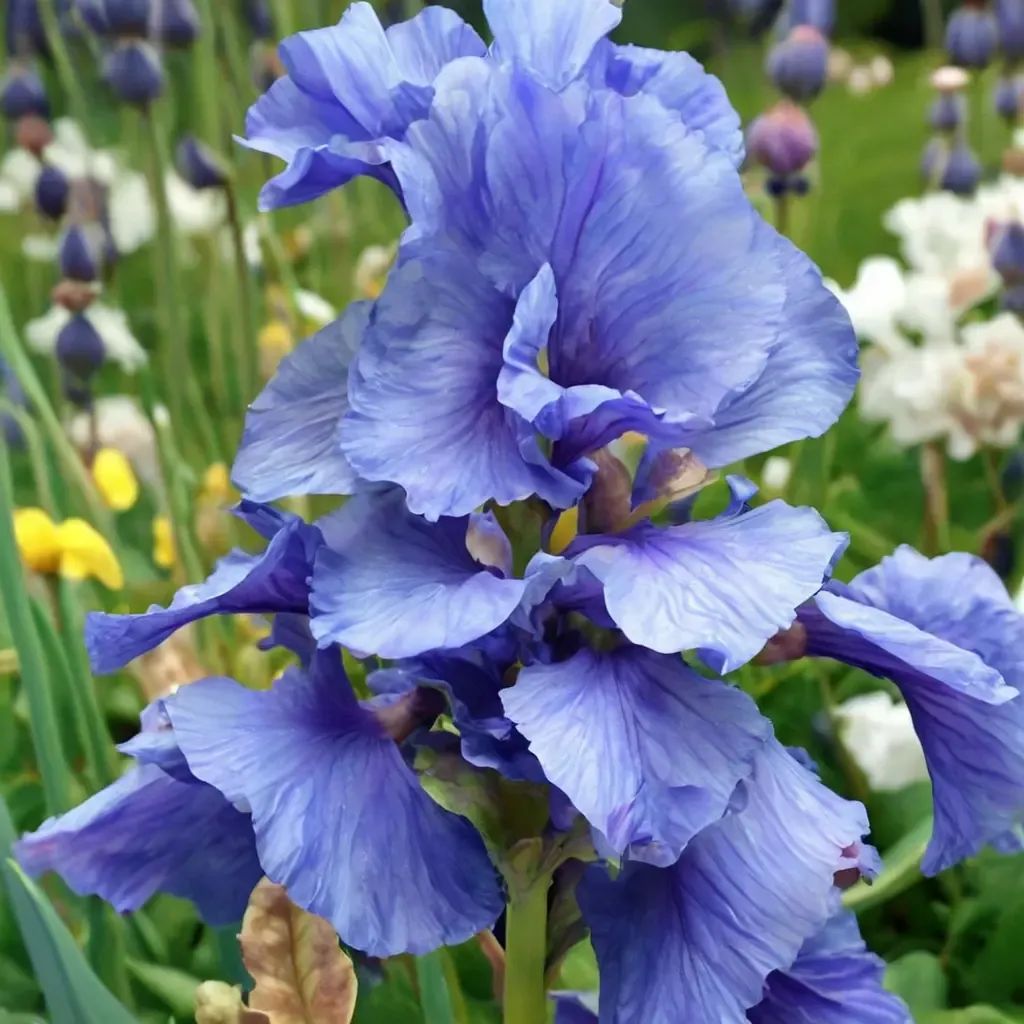 Iris germanica 'Sugar Blues'