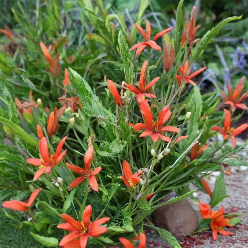 Anisacanthus wrightii