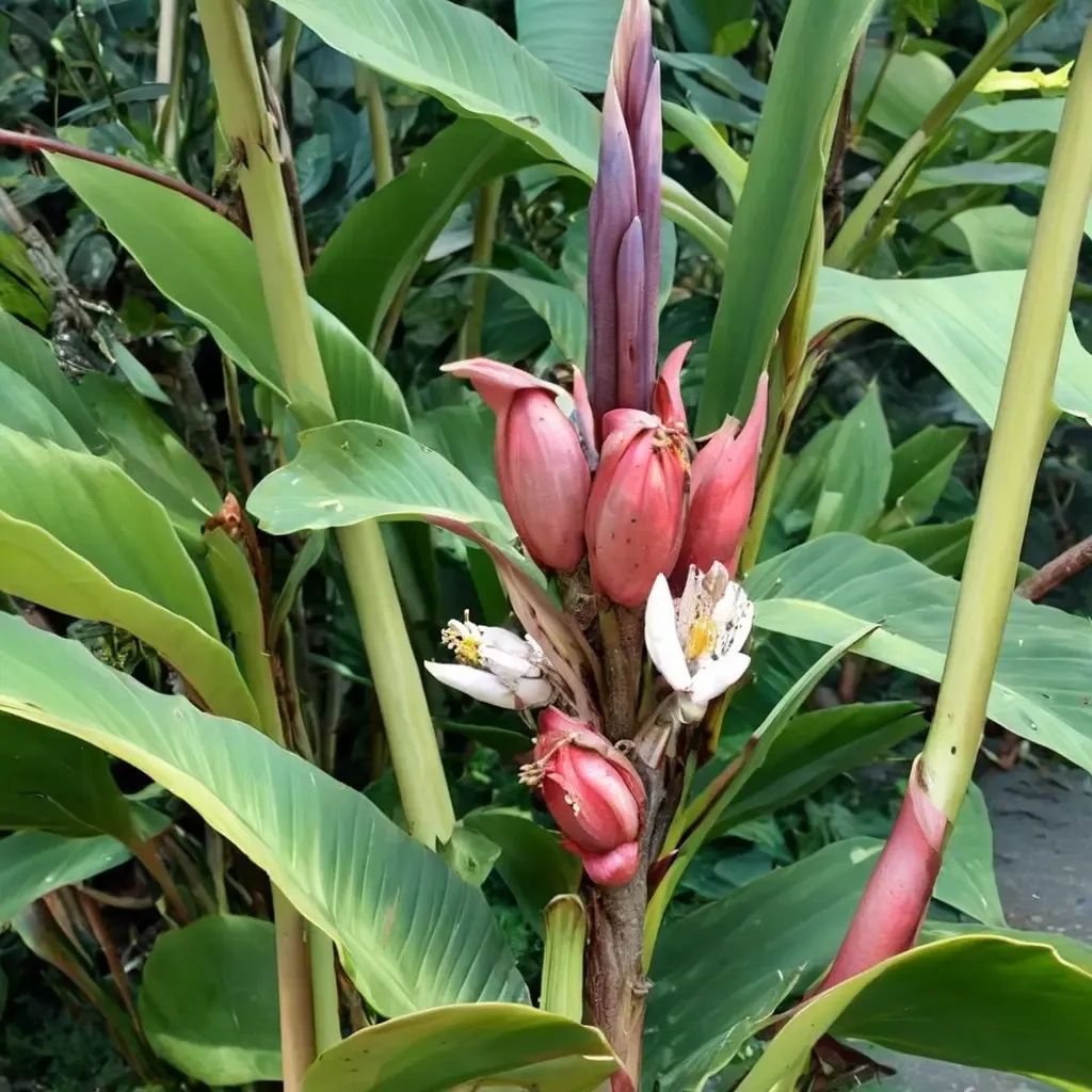 Musa velutina