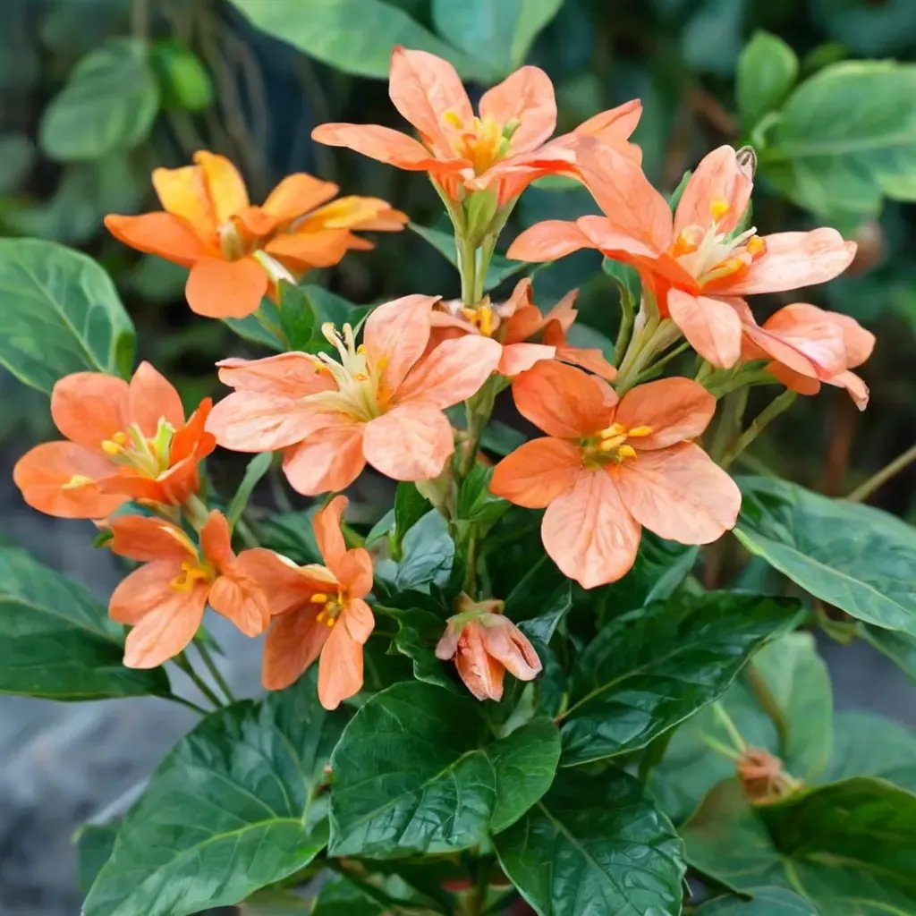 Crossandra infundibuliformis 'Little Star'