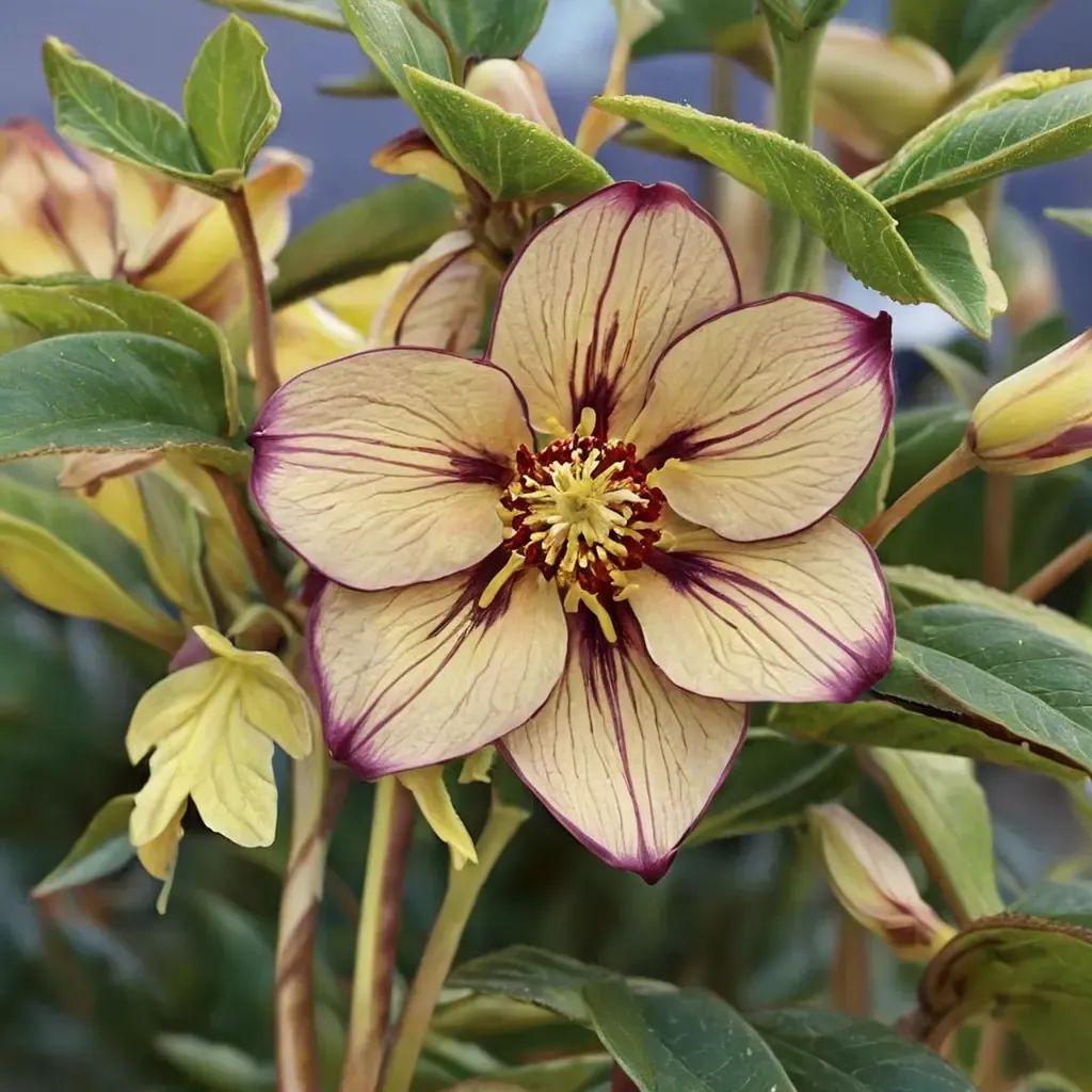Helleborus orientalis 'Tropical sunset'