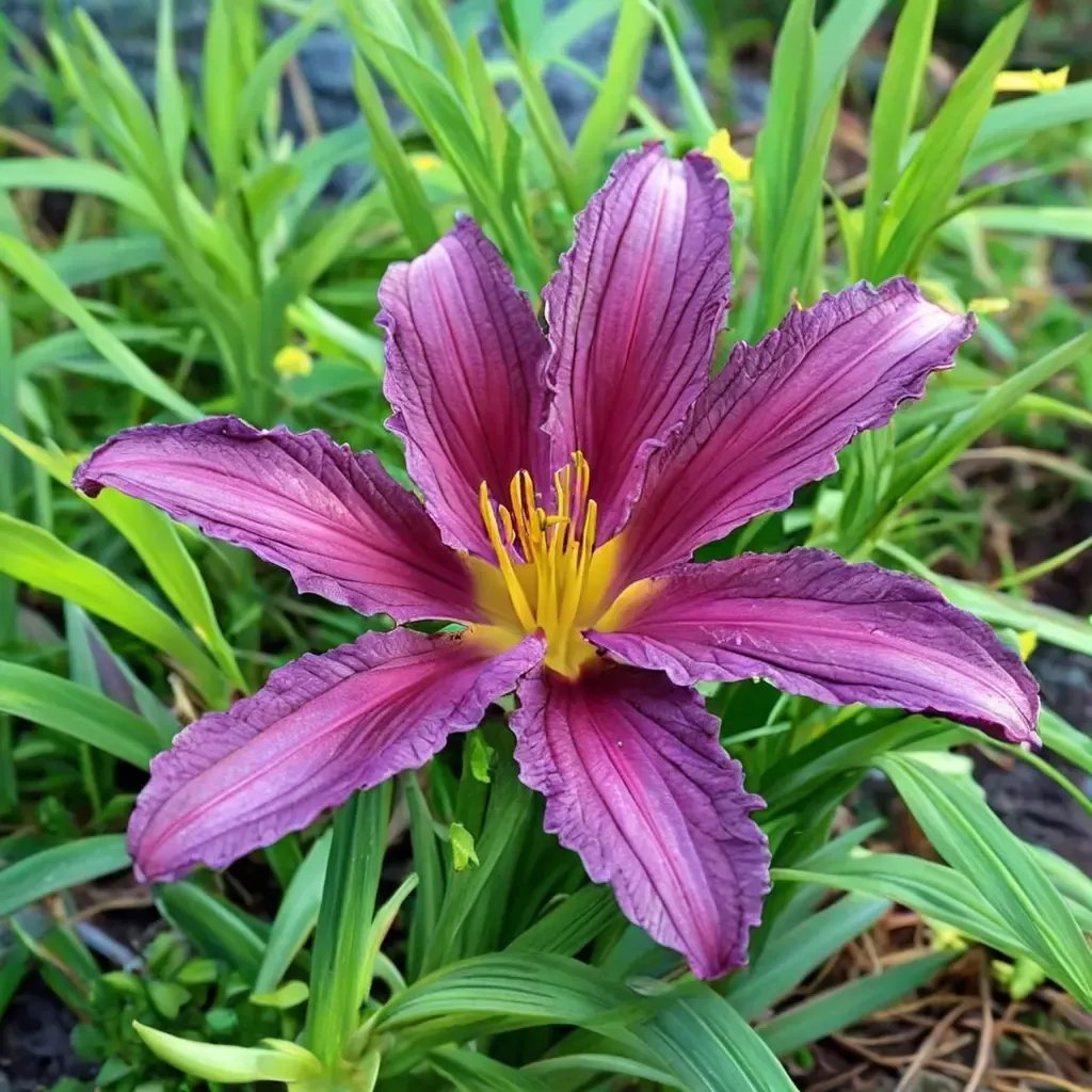 Hemerocallis fulva 'Purple De Oro'
