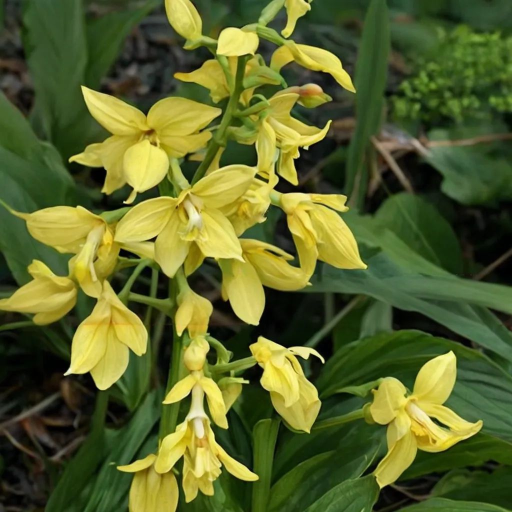 Calanthe kawakamiense