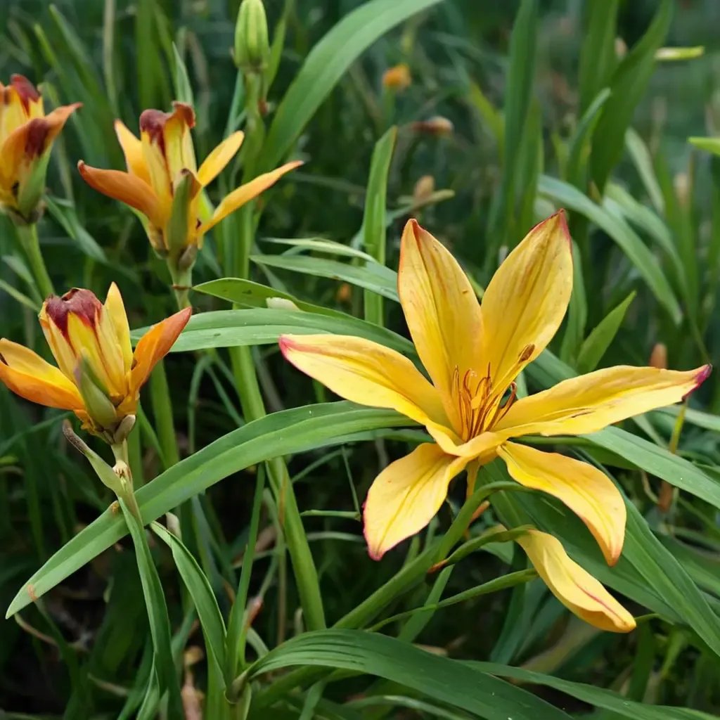 Hemerocallis lilies
