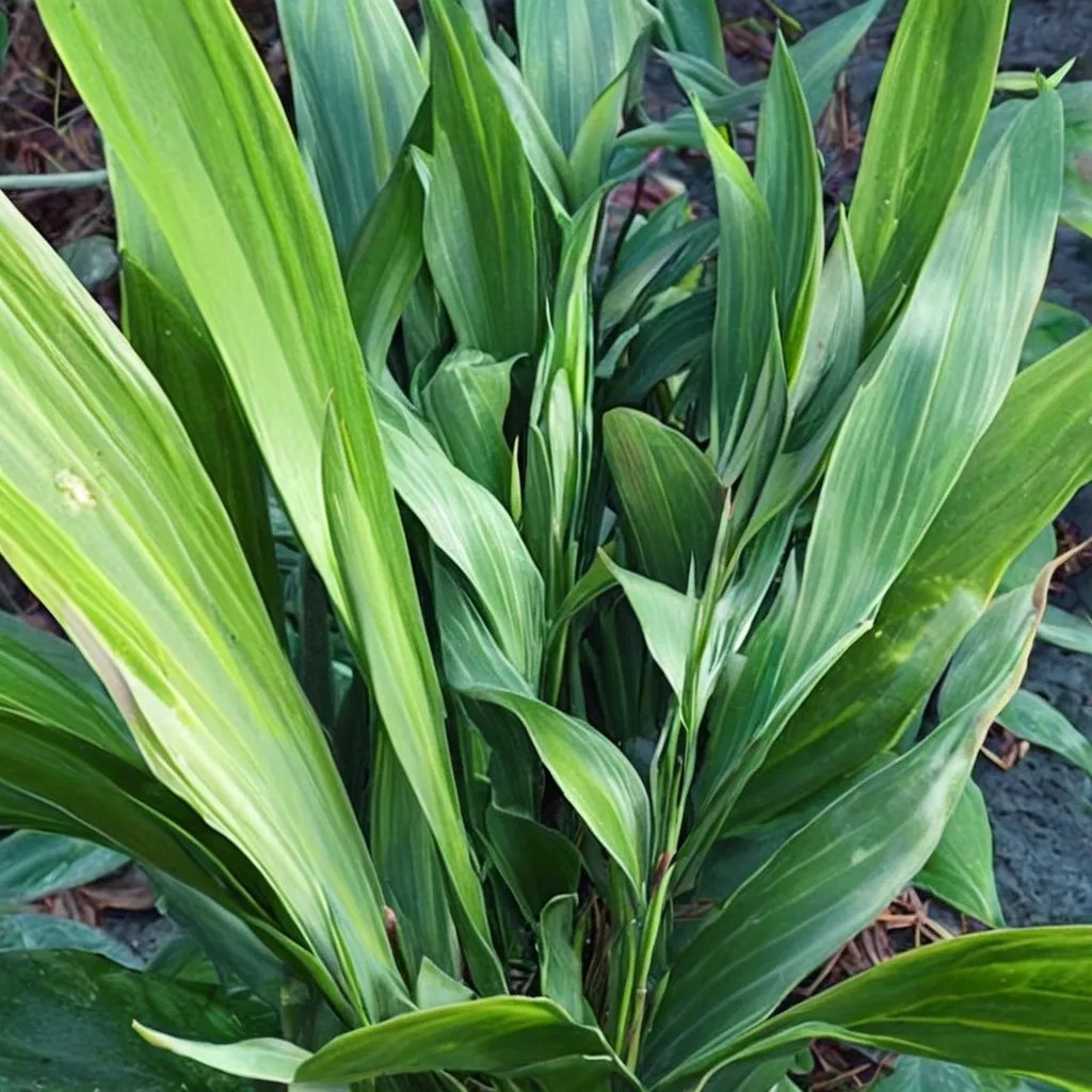 Aspidistra elatior 'Akebono'