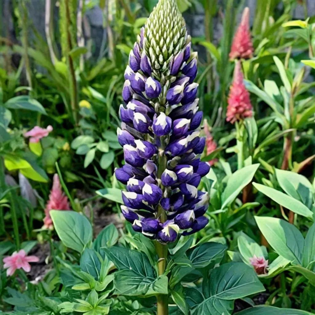 Lupinus polyphyllus 'Westcountry Blacksmith'