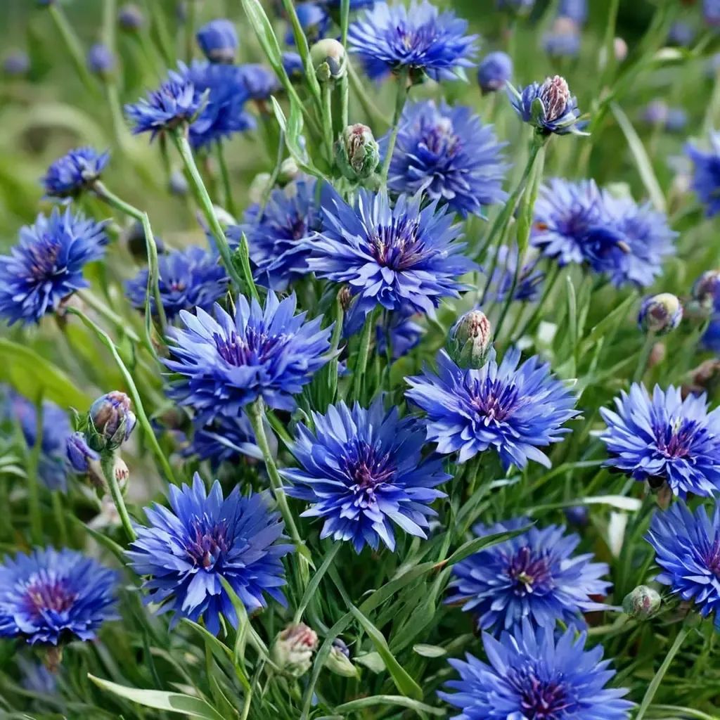 Centaurea cyanus 'Blue Diadem'