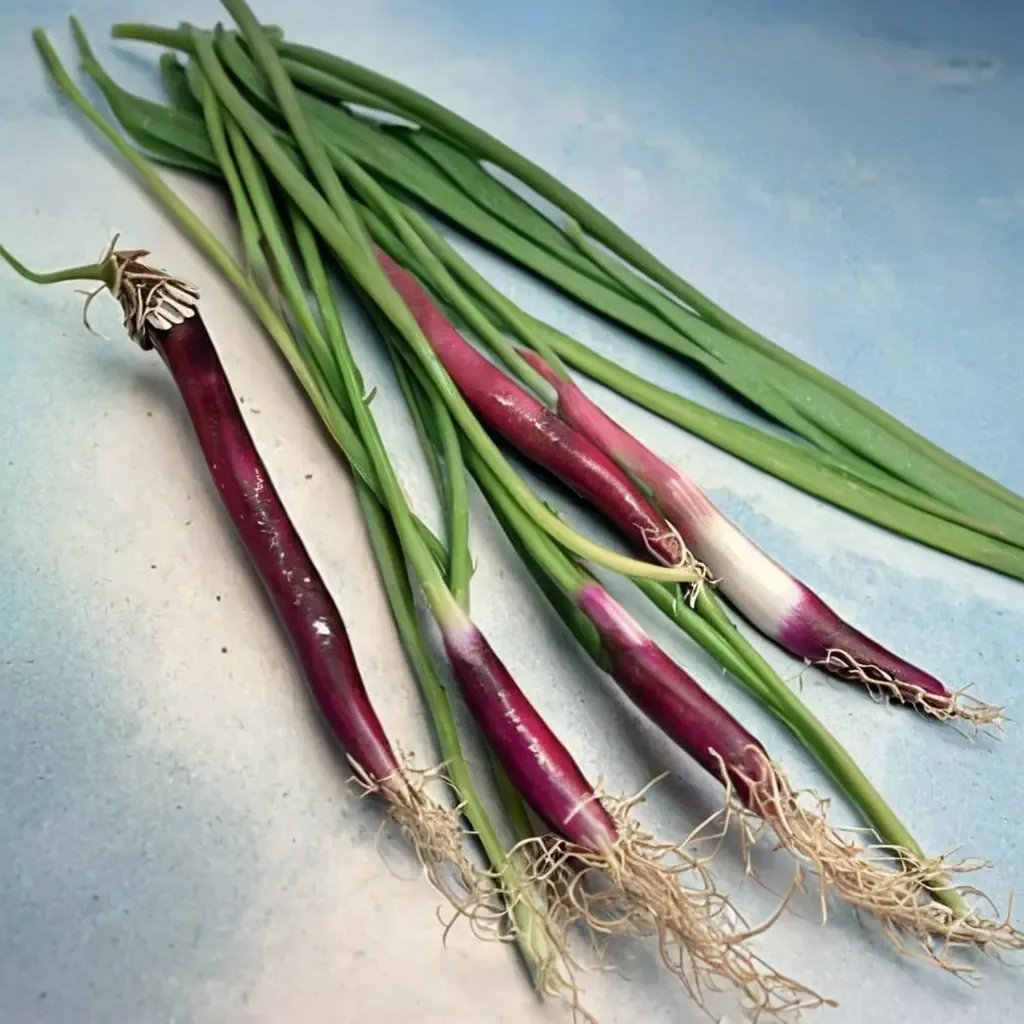 Allium cepa 'Deep Purple'