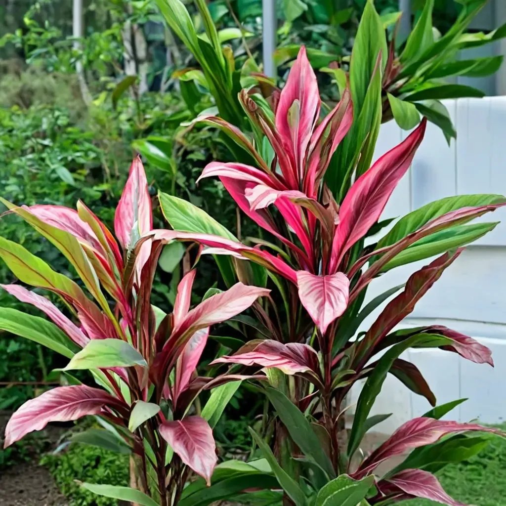 Cordyline fruticosa 'Can Can'