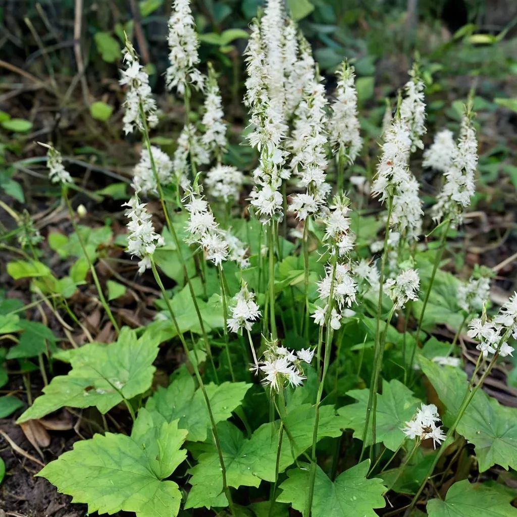 Tiarella cordifolia