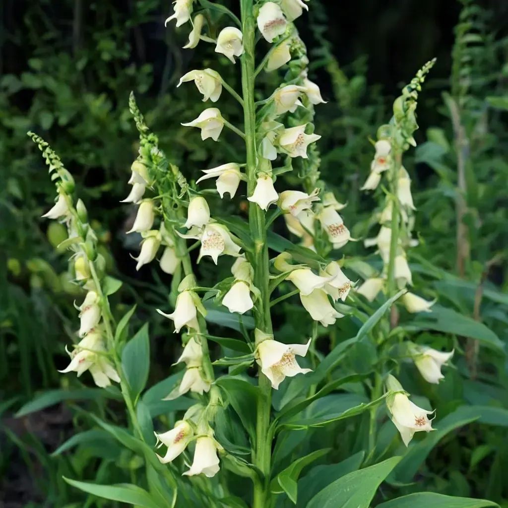 Digitalis lutea