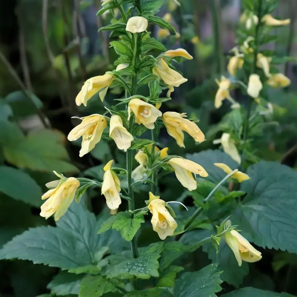 Salvia koyamae