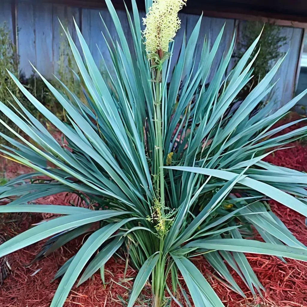 Sabal minor 'Emerald Isle Giant'