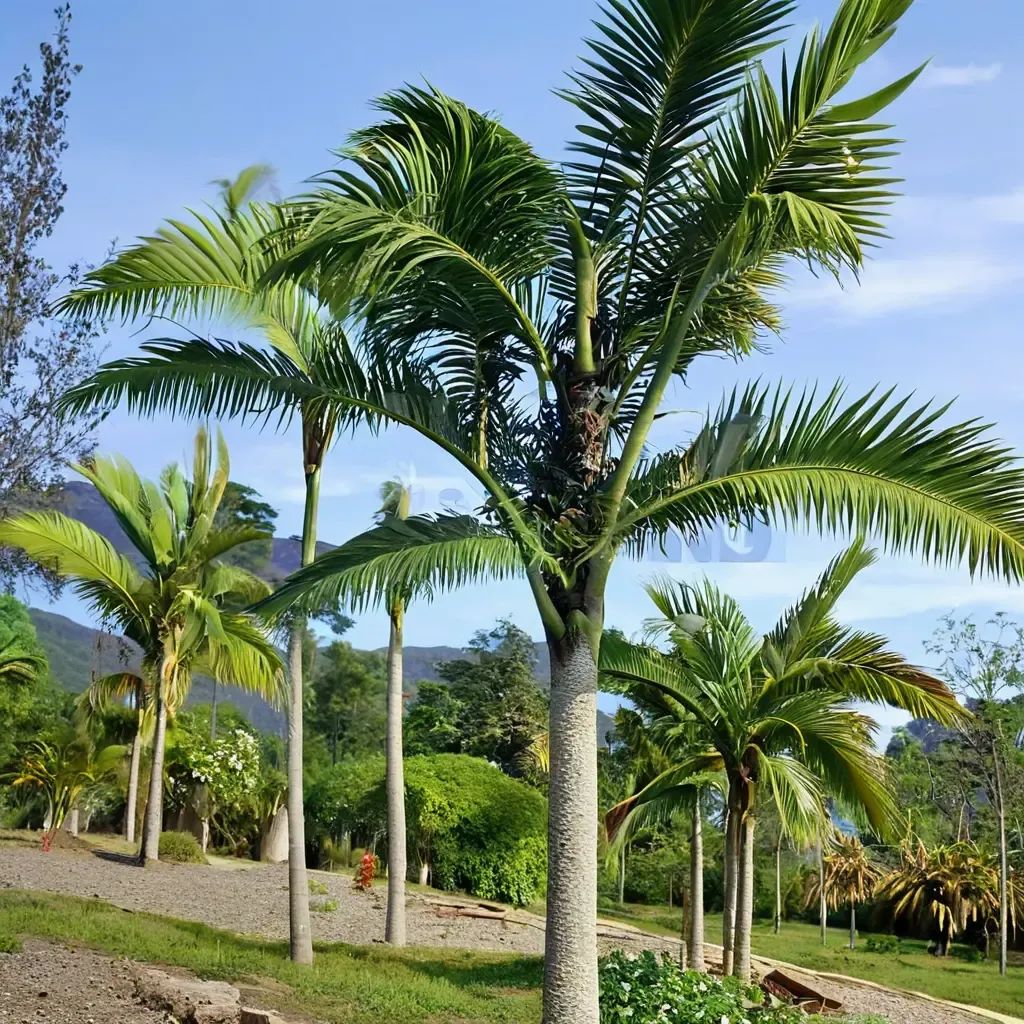 Archontophoenix alexandrae
