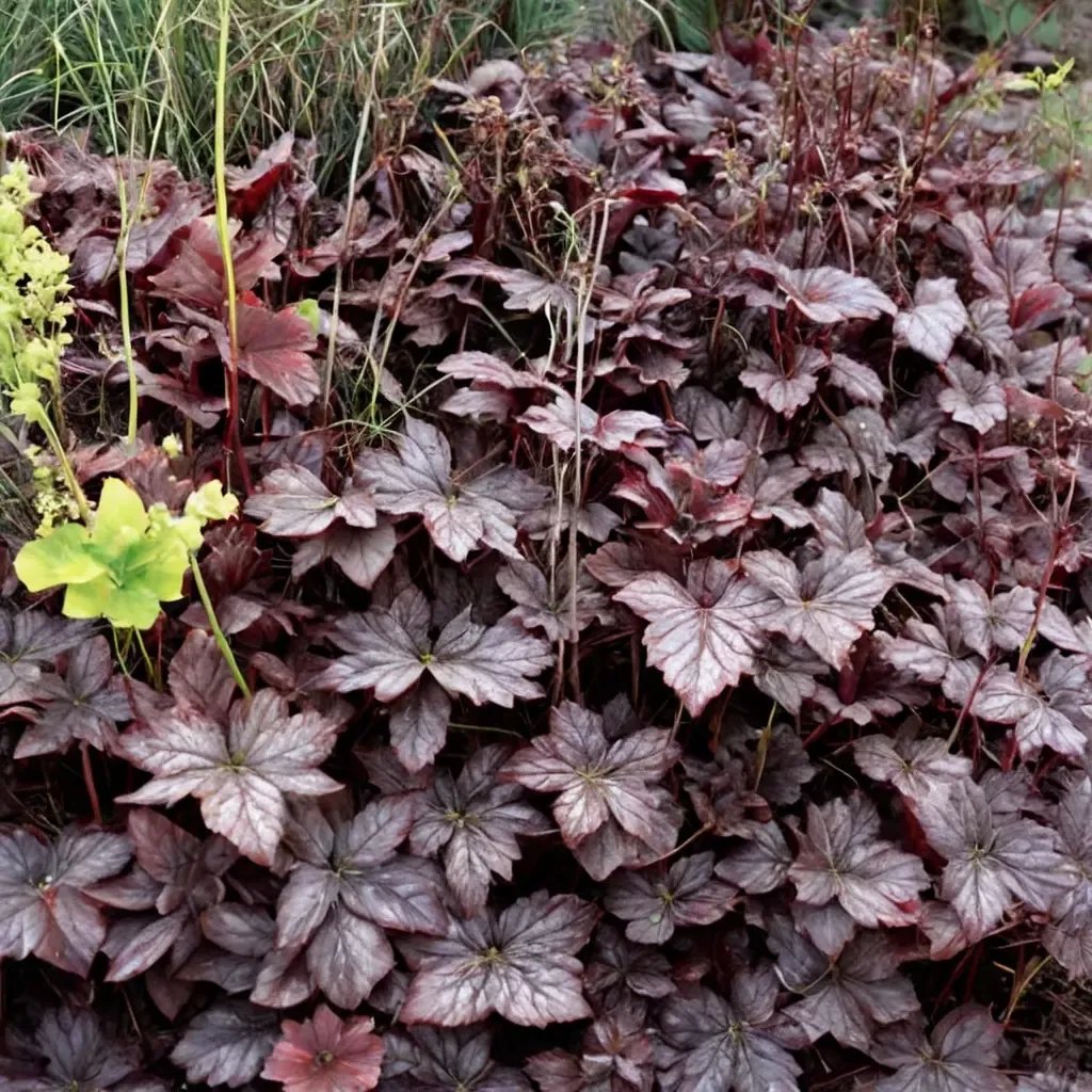 Heuchera burgundy 'Plum Pudding'