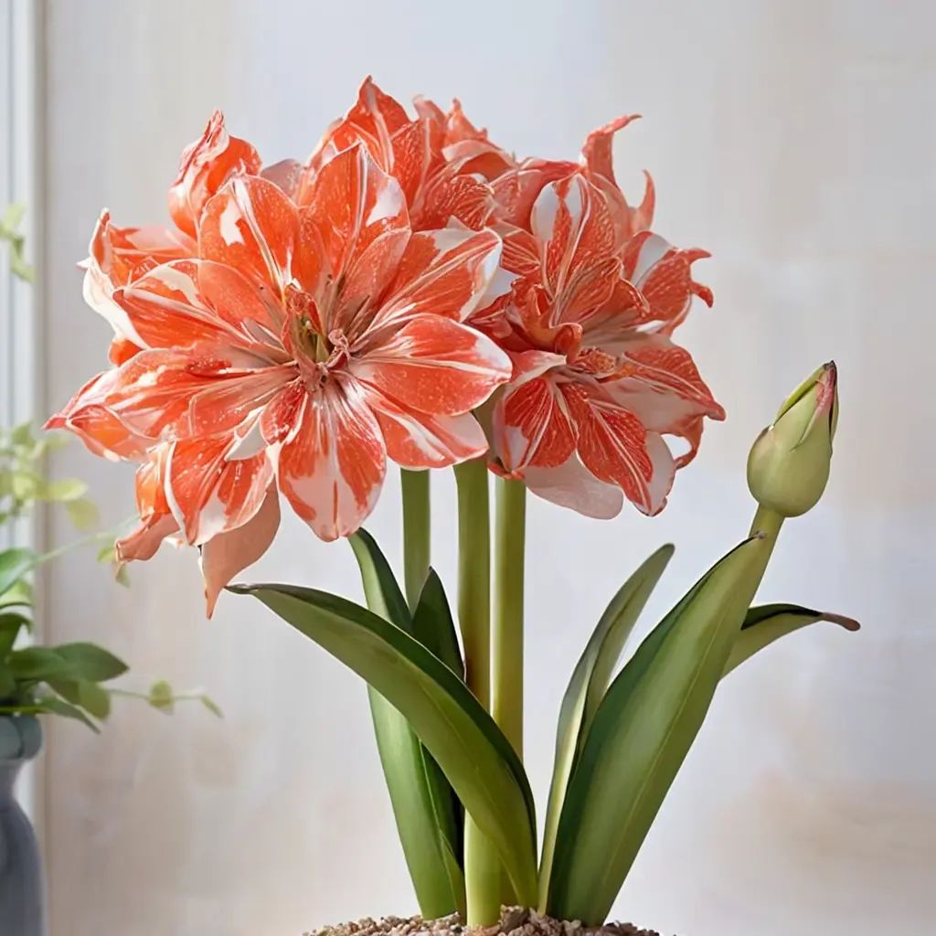 Hippeastrum x hybrida 'Sunshine Nymph'