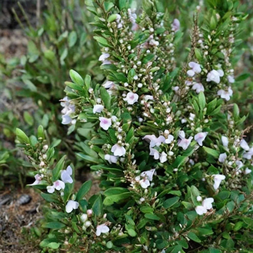 Clinopodium georgianum