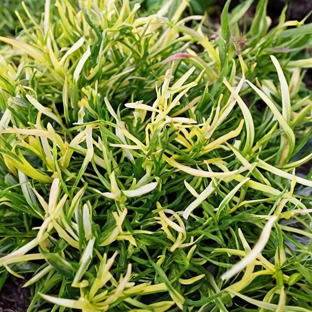 Alternanthera bettzickiana 'Gold Threads'