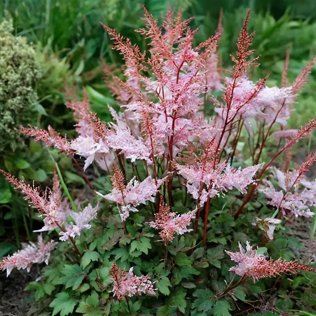 Astilbe astilbe 'Deft Lace'